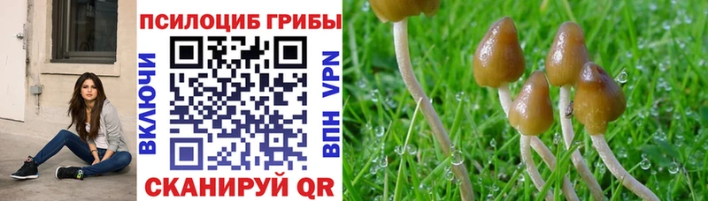 shop формула  Холм  Псилоцибиновые грибы Magic Shrooms 